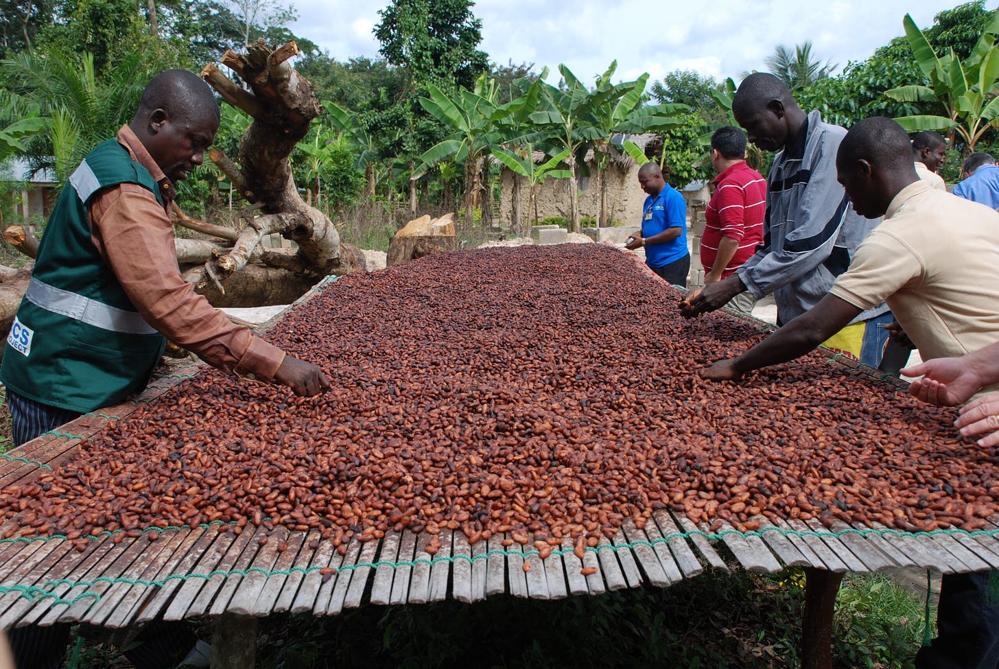 Heavy rains in West Africa help boost cocoa crop production - CGTN Africa