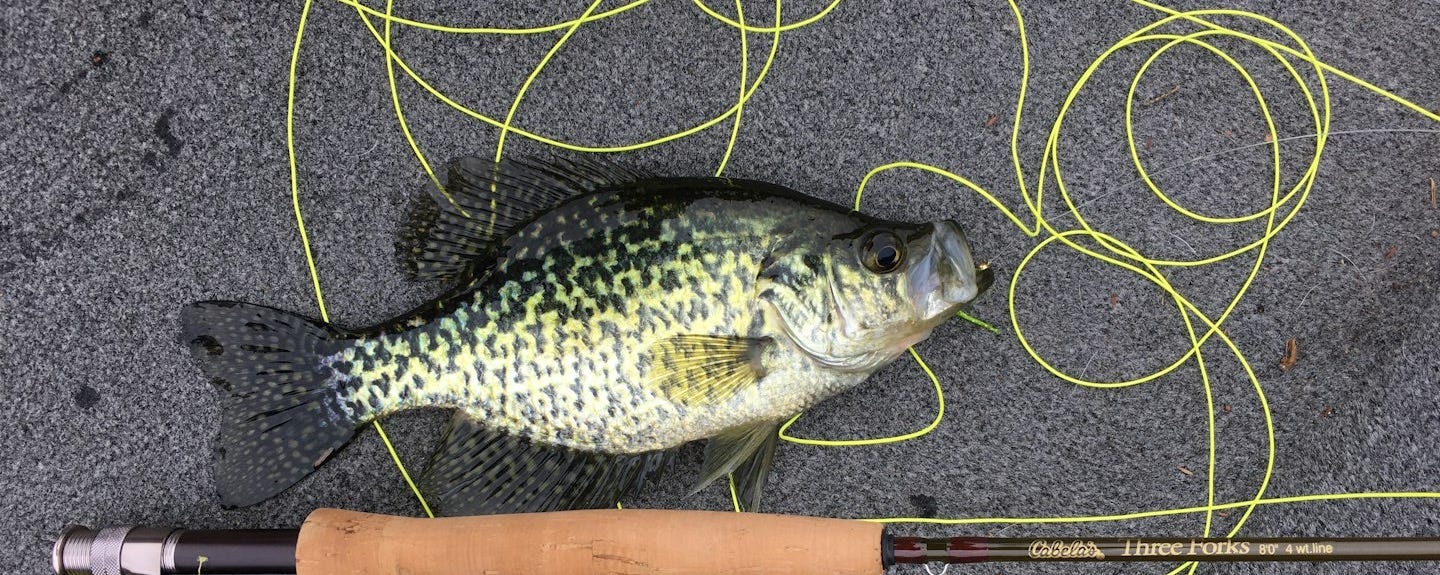 brown bass fish beside rod brown bass fish beside rod