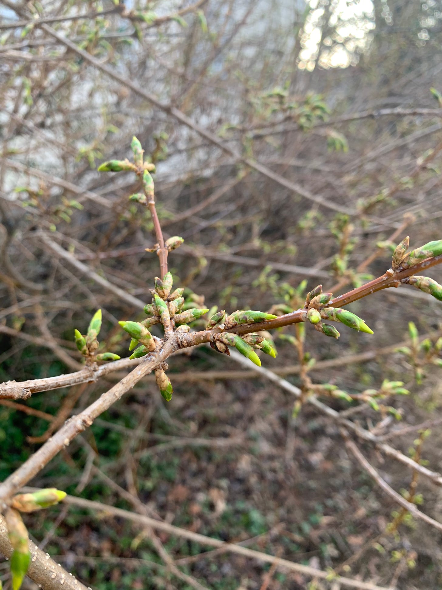 A cluster of forsythia branches with yellow tips just before blooming.