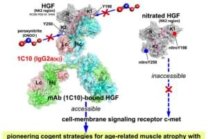 HGF nitration disrupts muscle homeostasis as an organism age. The new rat anti-HGF monoclonal antibody the research team developed, called 1H41C10, specially binds to the nitration sites of HGF and blocks nitration. The team hopes that this can eventually lead to therapies that can treat age-related muscle atrophy and impaired muscle regeneration.