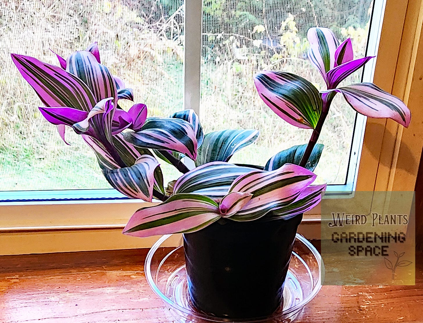 Purple Tradescantia indoor plant