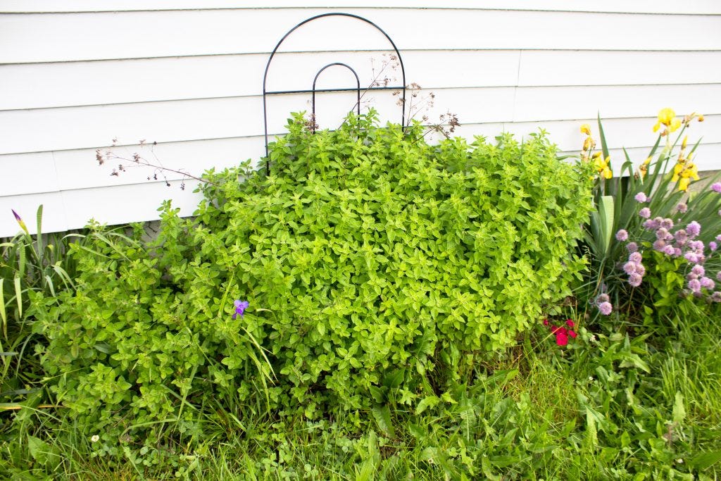 Oregano plant