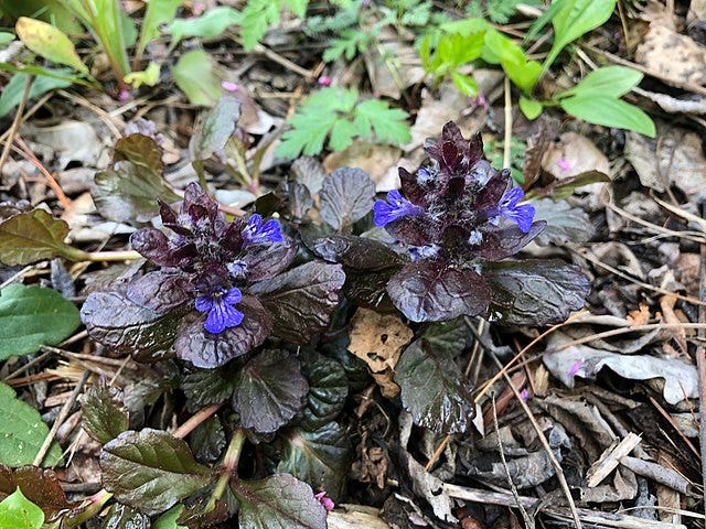 Ajuga reptans "Black scallop' aka Bugleweed