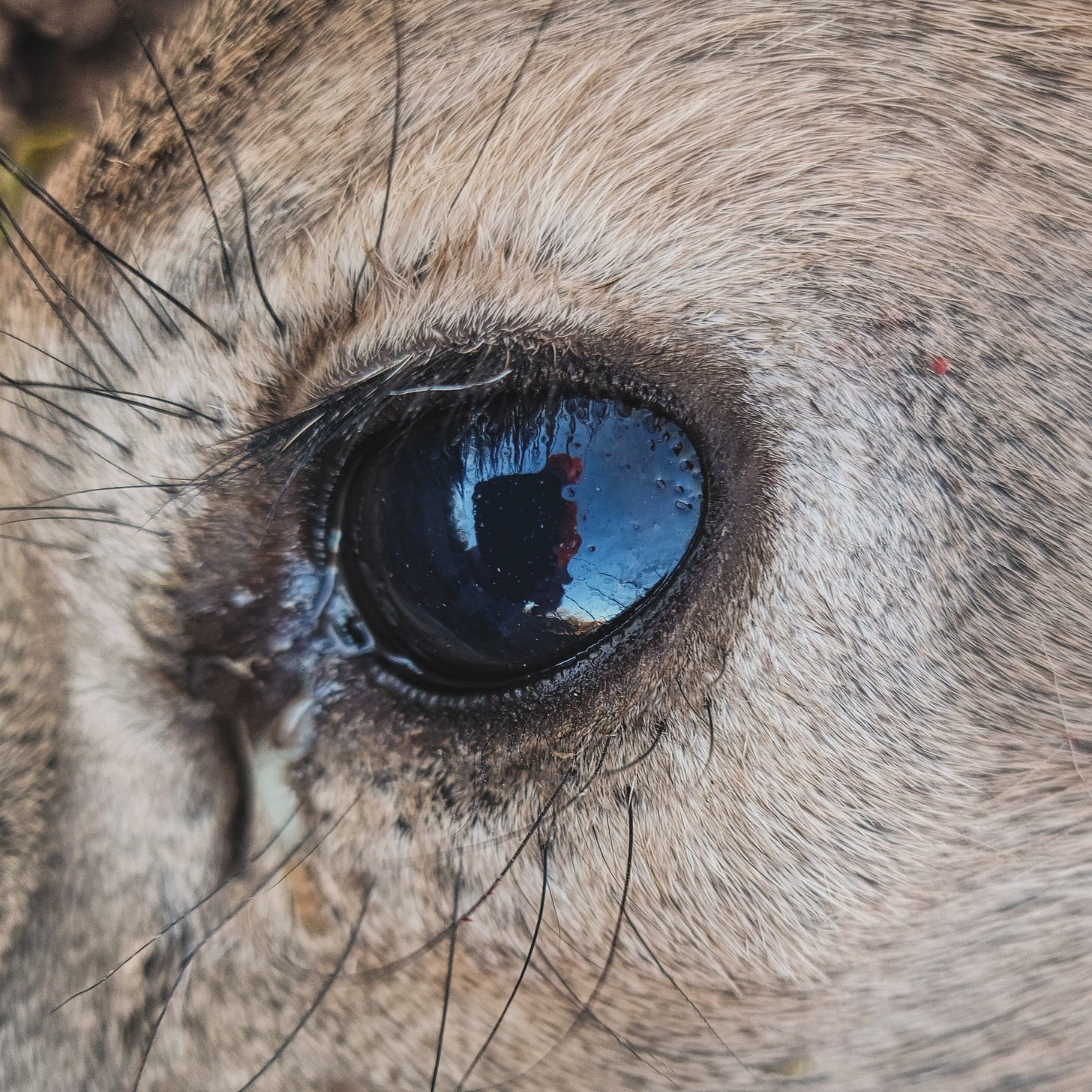 My reflection in the eye of a deer. 