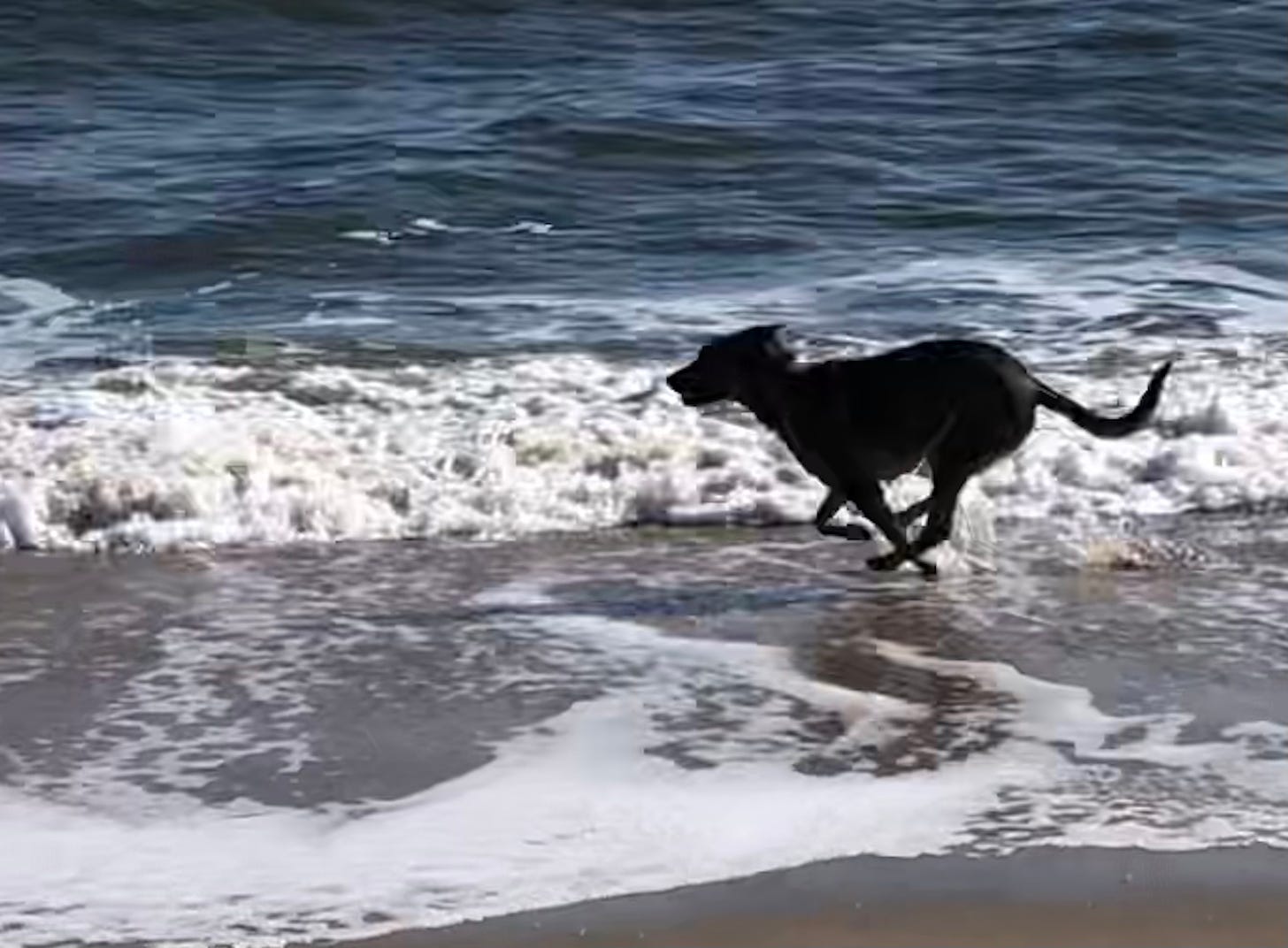 Dog running in the beach surf