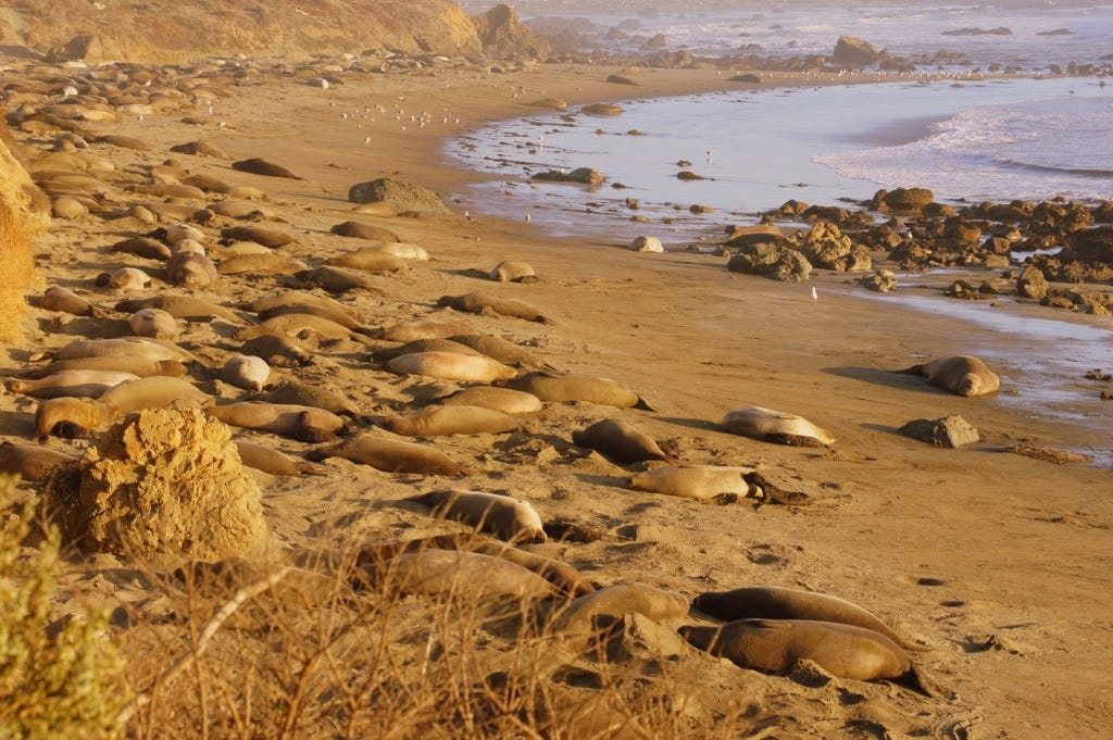 Seals hanging out at Piedras Blancas Beach.