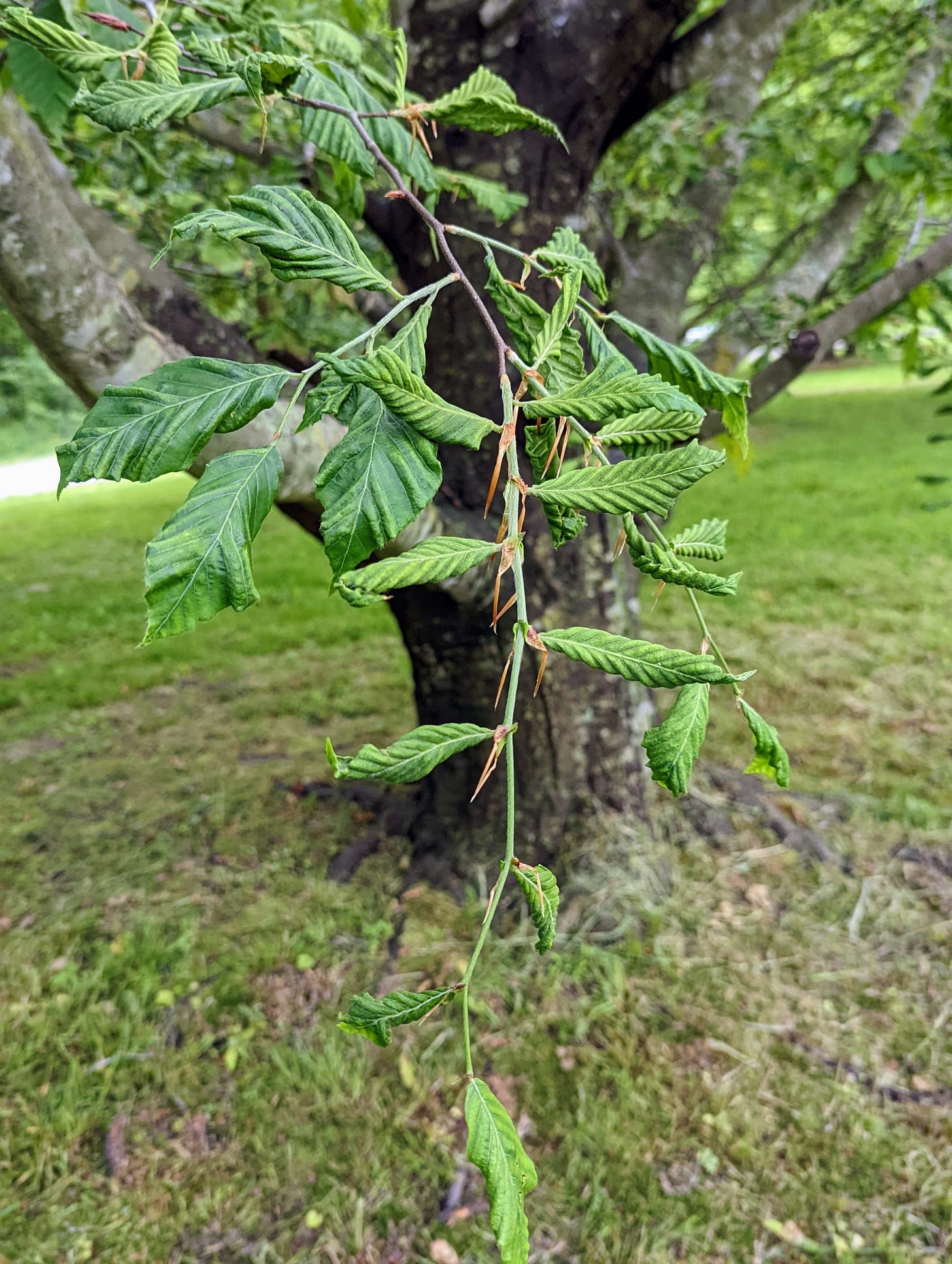 Caring for My American Beech Trees - The Martha Stewart Blog