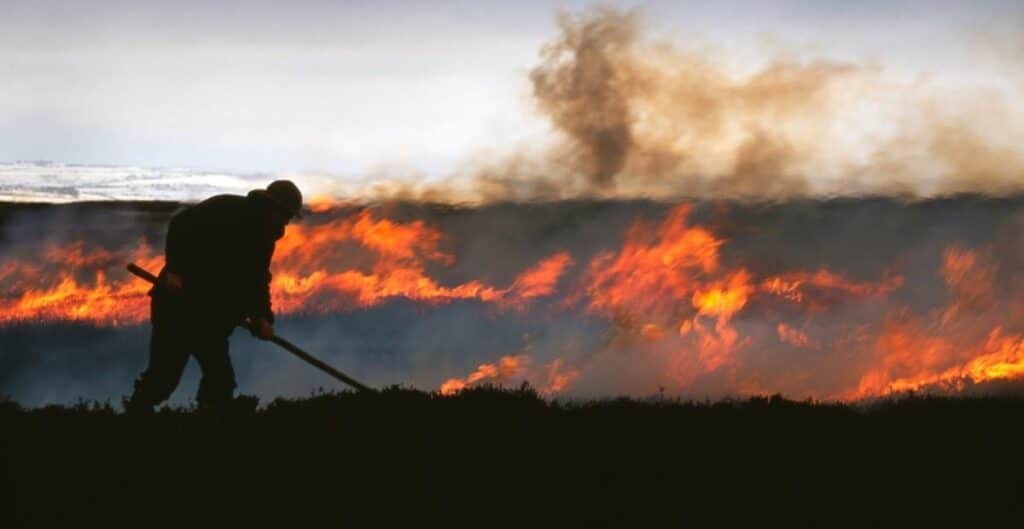 burning grouse moor UK