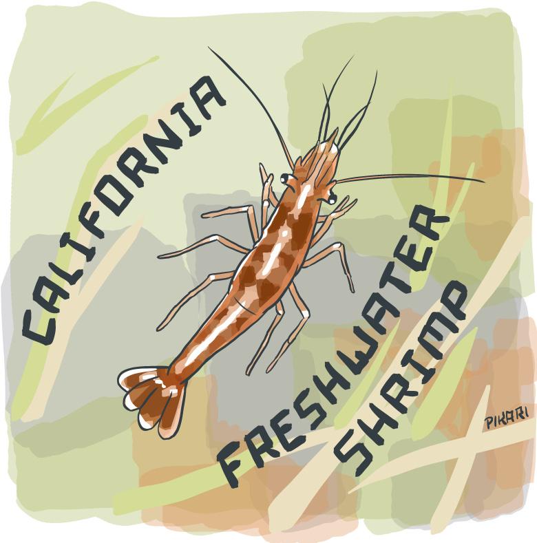 Digital illustration of a small red-brown shrimp. She crawls upward through grasses, and has several front feelers, two eyes protruding from either side of her head, six long bent legs, and a fanned tail.