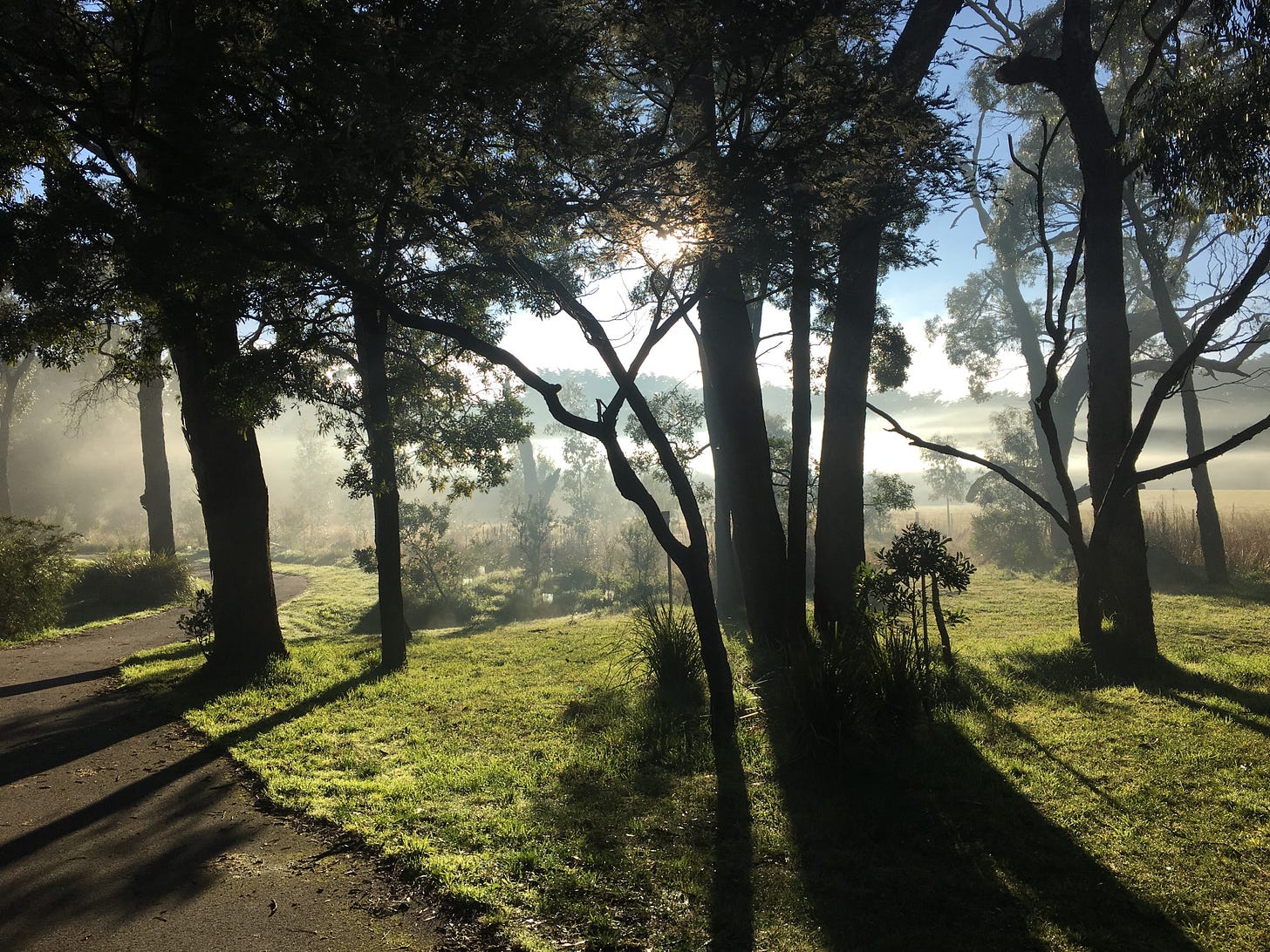 A country path in the early monrning, a soft mist in sunlight.