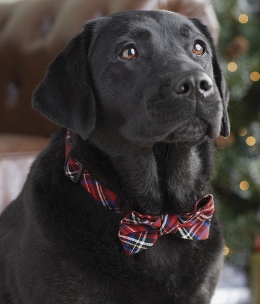 holiday pet collar