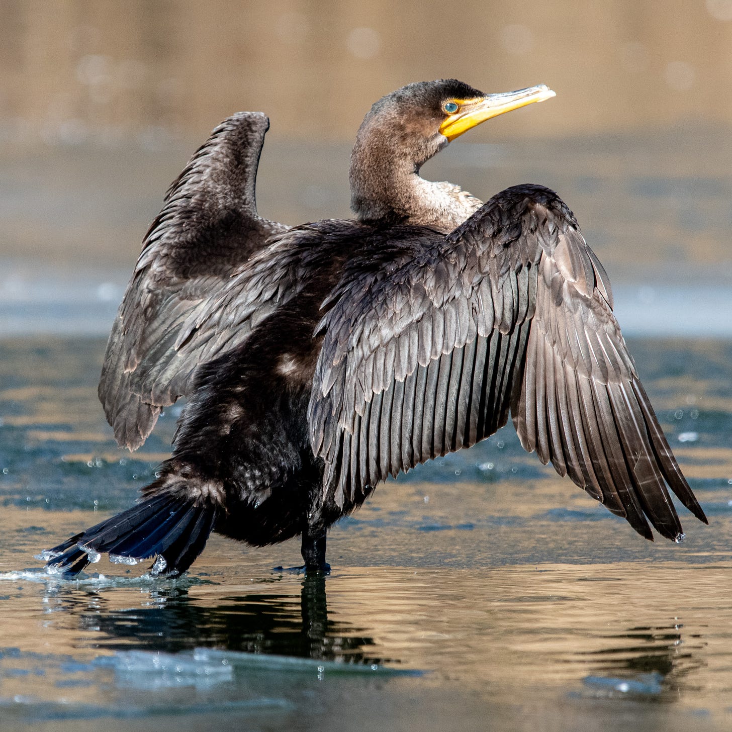 Cormorant standing on ice, wings spread in a W shape, looks back over its shoulder at viewer