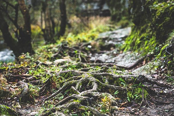 Tree Roots Intertwined Stock Photos, Pictures & Royalty-Free Images - iStock