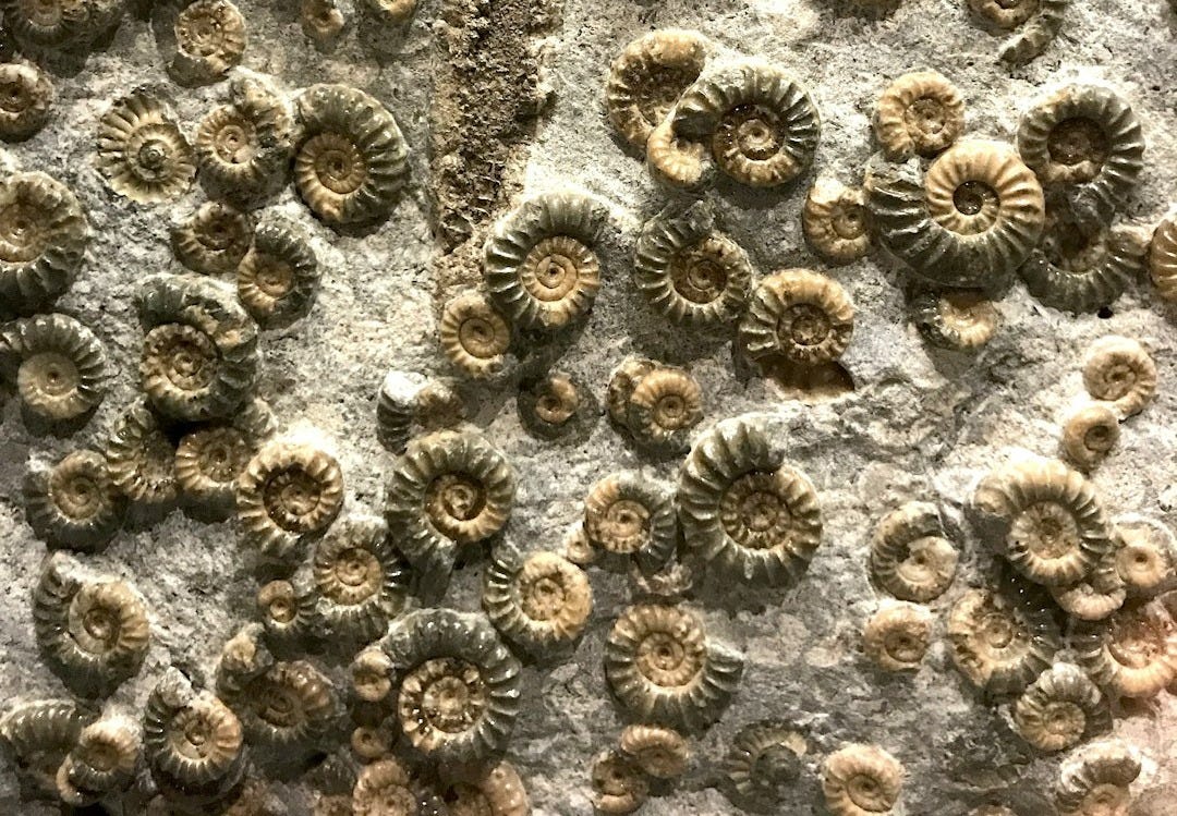 brown and black floral textile