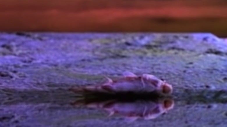 A fish laying on a wet platform.