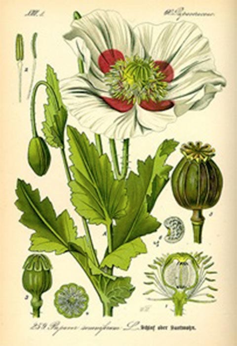 Papaver somniferum, commonly known as the opium poppy is native to the eastern Mediterranean but is now naturalized across much of Europe and Asia. (Public Domain)