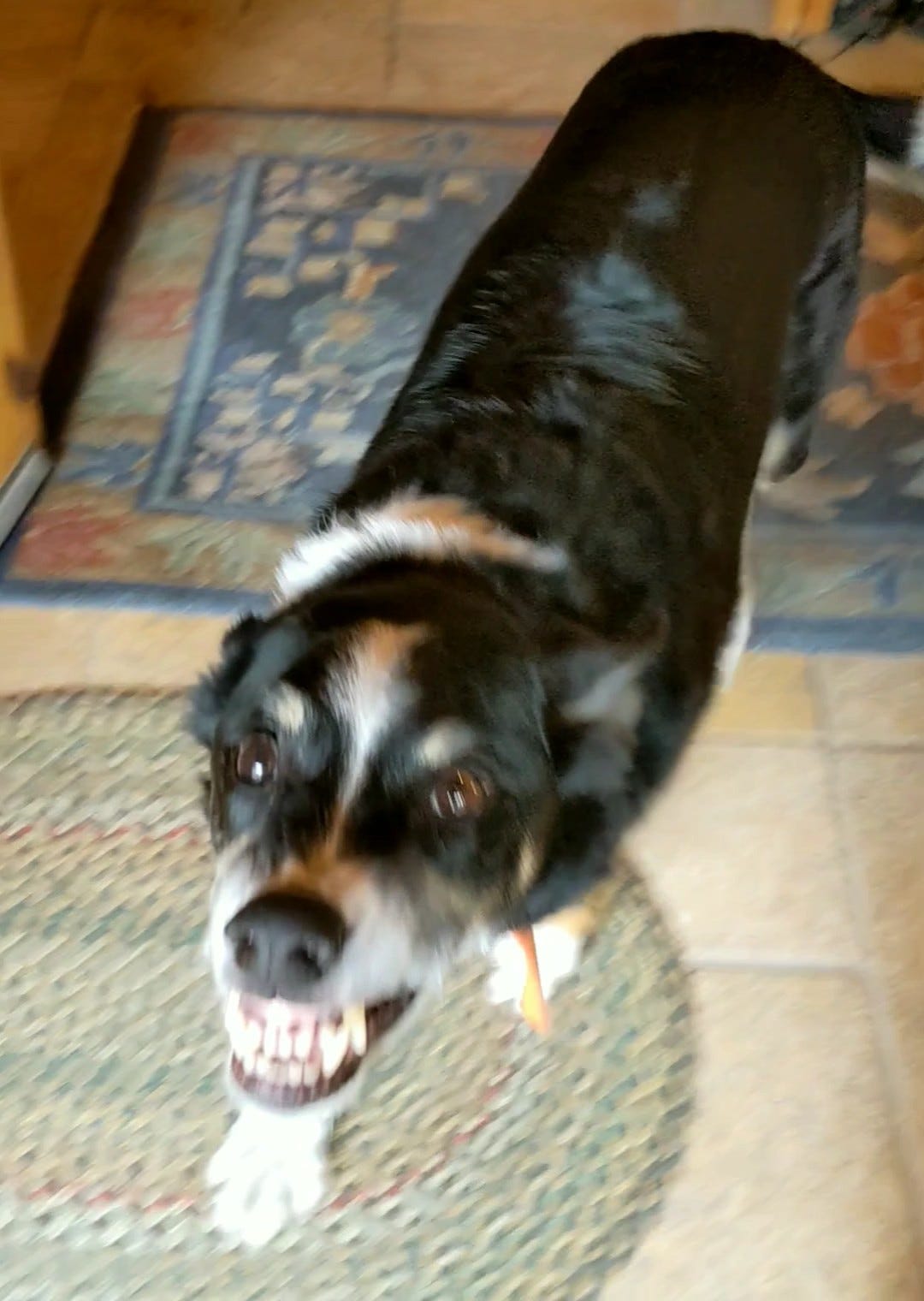 Dog Baring Teeth in a Grin