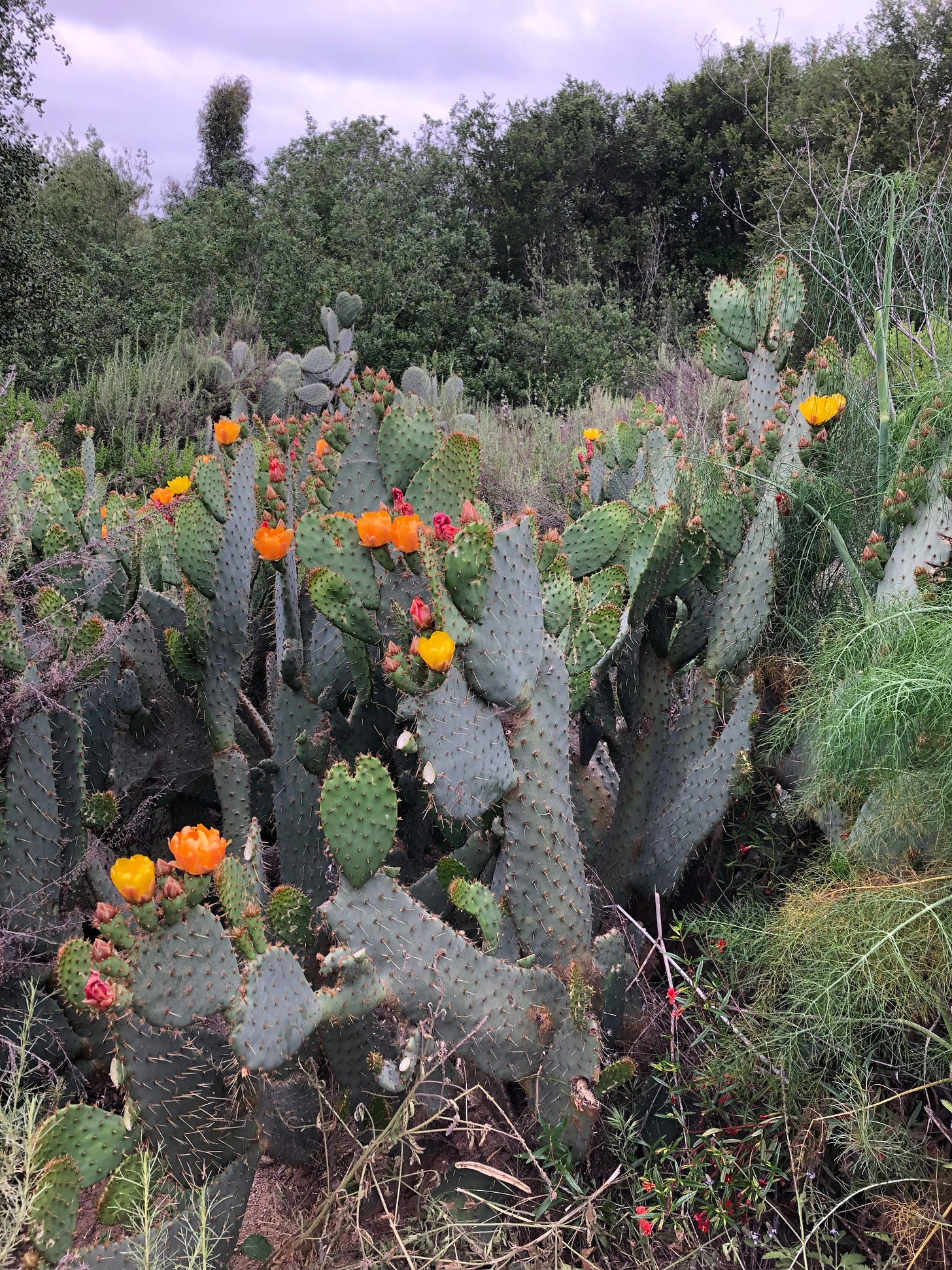 A prickly pear cactus patch in bloom with yellow flowers. 