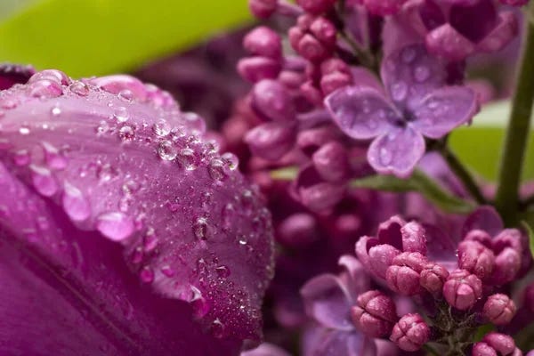Lilac flowers after the rain Stock Photos, Royalty Free Lilac flowers after  the rain Images | Depositphotos