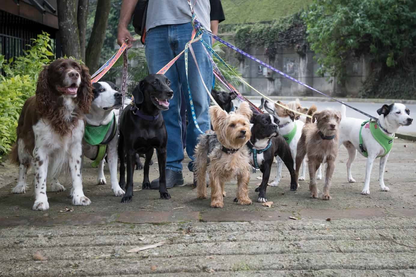 Dog walker vs. pet sitter: Which meets your dog's needs?