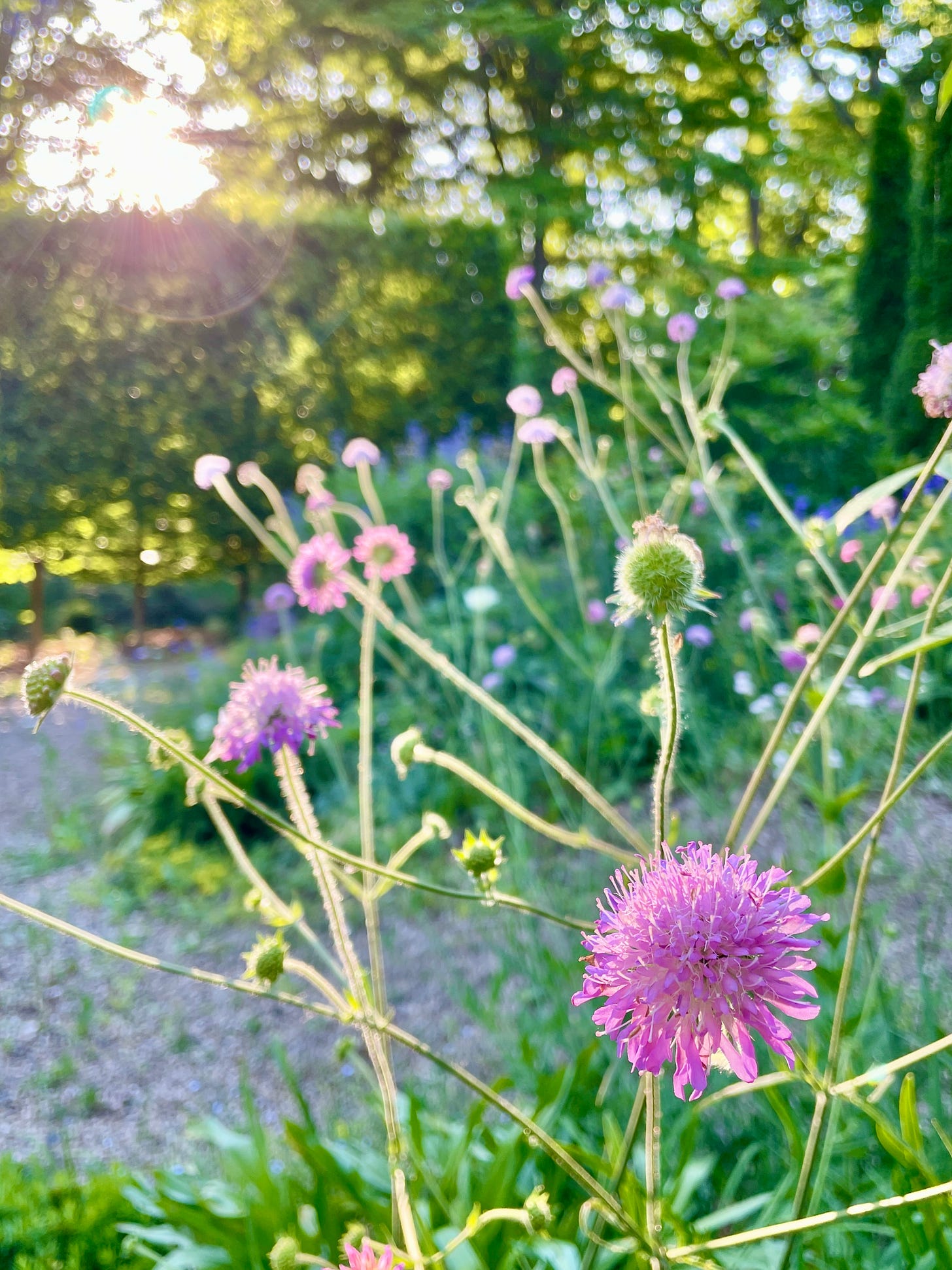 Pink Knautia in the Cottage Garden this month.