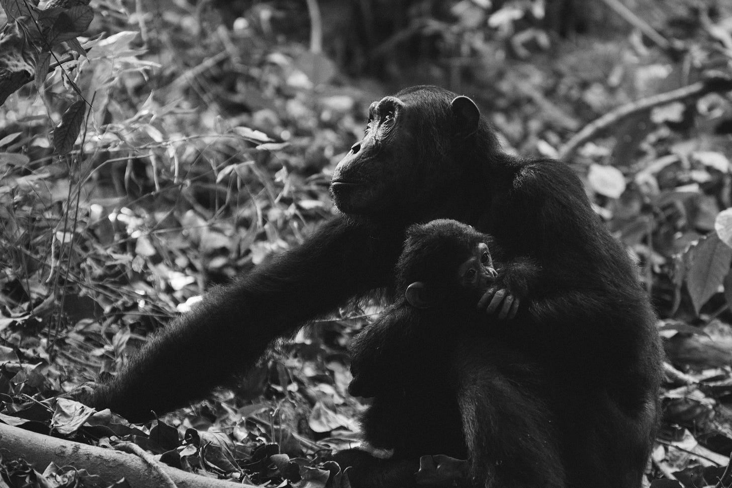 Chimpanzee mother and infant Chimpanzee mother and infant