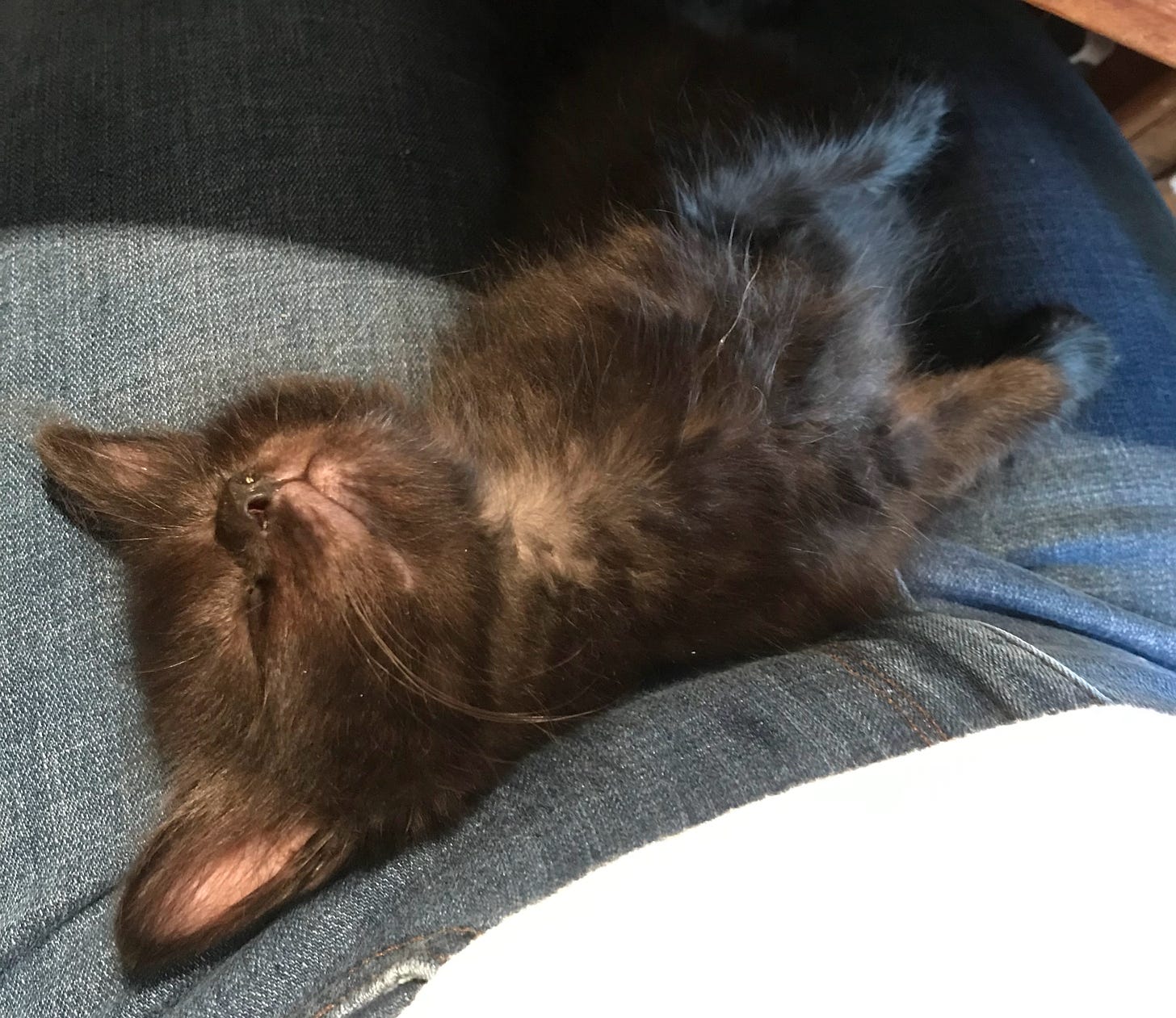 Cute kitten napping on my lap