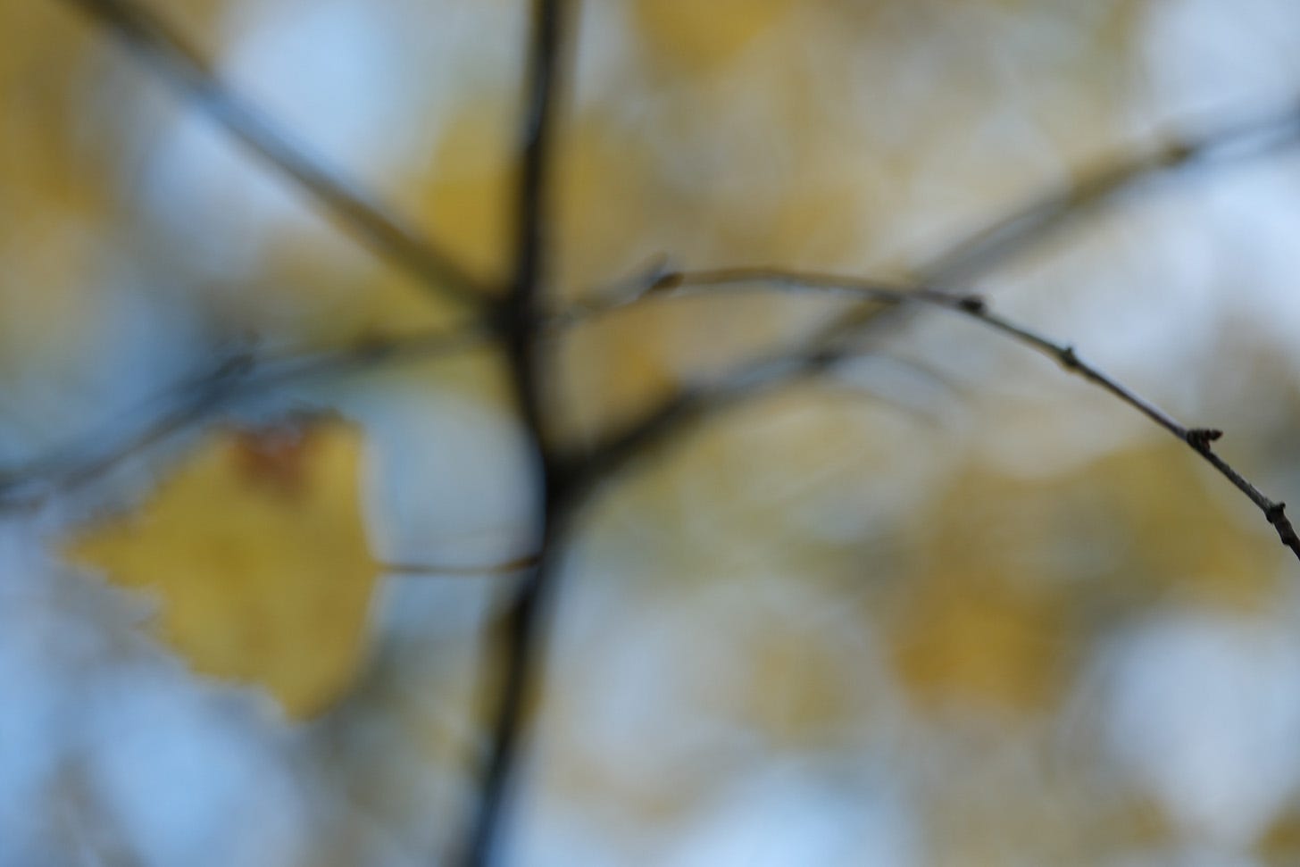 Soft focus photograph of the yellowing leaves and dark twigs of a birch tree (Betula pendula) in October