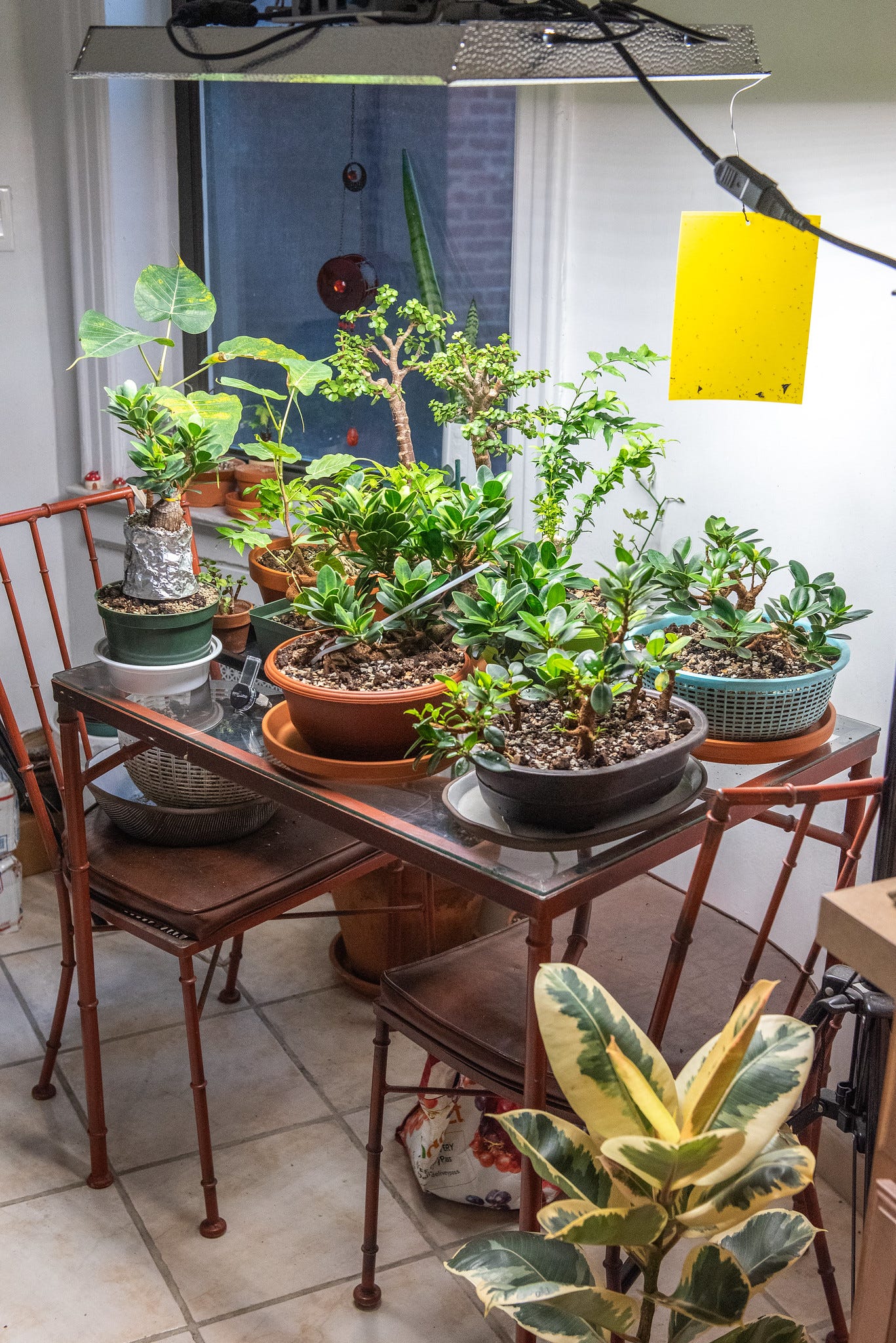 ID: Photo of my tropical bonsai trees growing on a kitchen table under a bright LED array