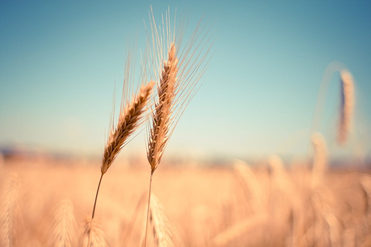 wheat seed heads with a field in the background