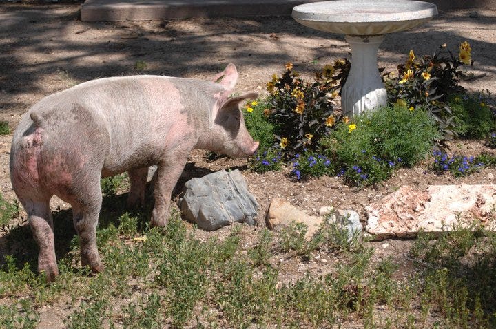 A juvenille pig standing in front of a flower garden on a sunshiny day