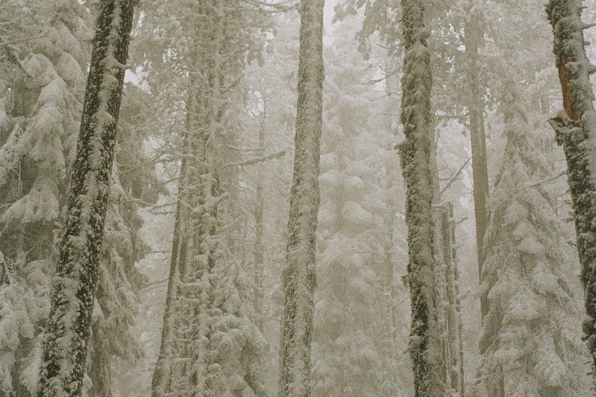 A forest of tall pine trees is covered in thick snow
