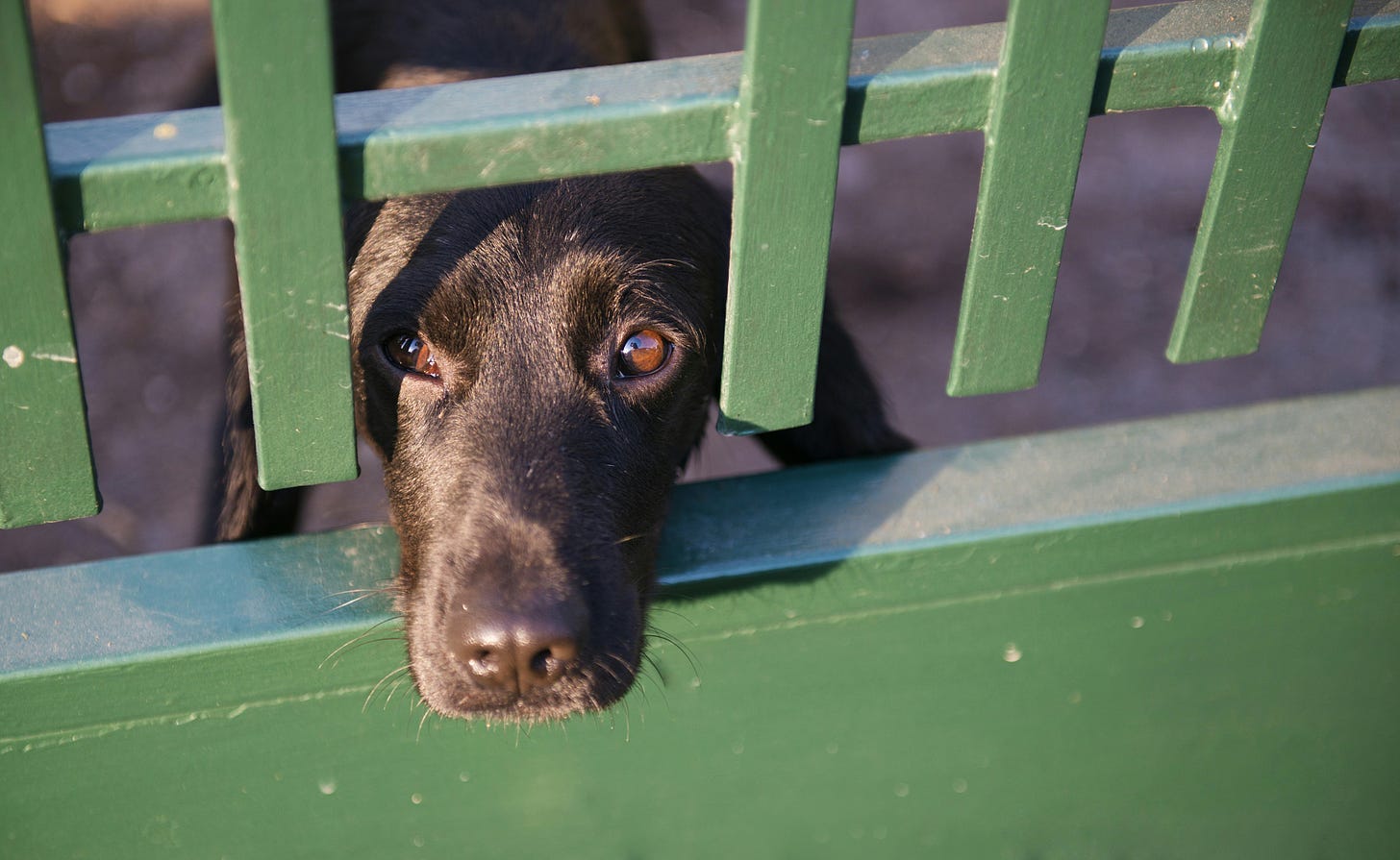 Dog looking through a fence wanting what is on the other side