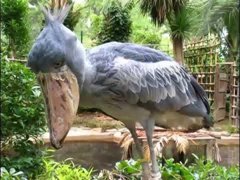 Shoebill storks make some strange noises - YouTube