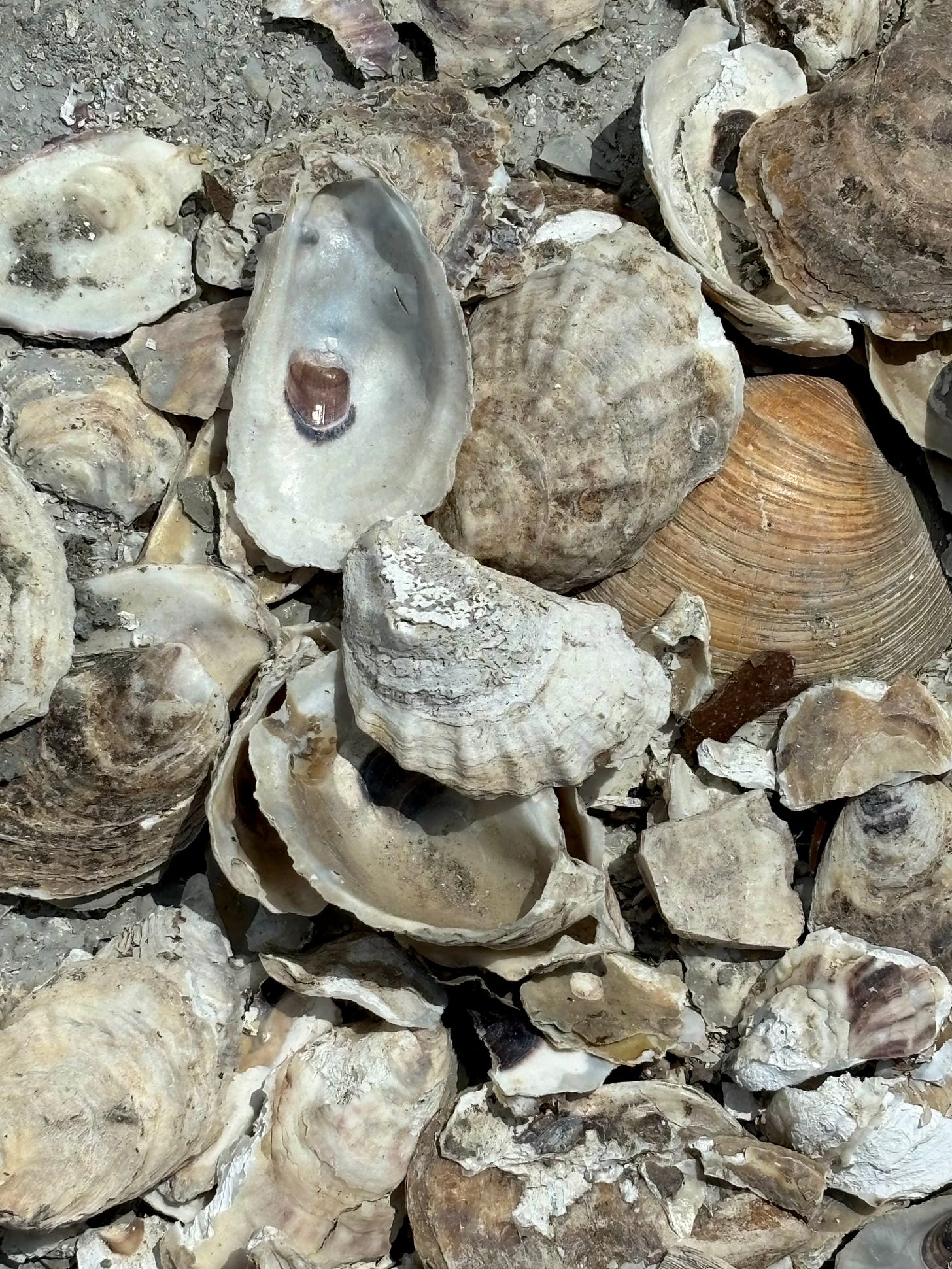 A cluster of loose shells on the ground. Most of oyster half-shells. They shine in the sun light, having been cleaned by the elements for some months now.