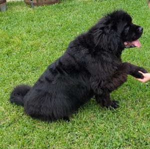 Crokell giving a paw to shake.