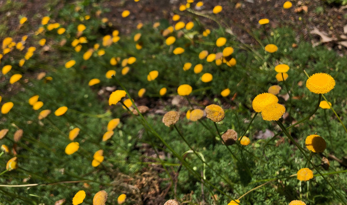 a small field of yellow button flowers—only a few in focus, with patchy green grass underneath