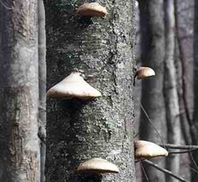 Birch_Black with Polypore fungi.jpg