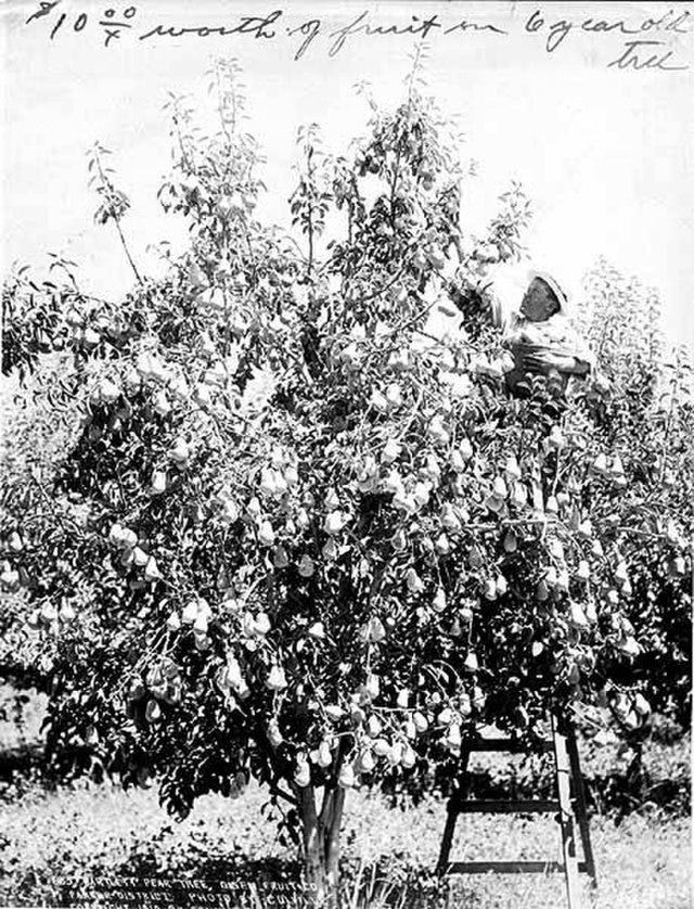 https://upload.wikimedia.org/wikipedia/commons/thumb/e/eb/Man_picking_pears_from_tree_in_orchard%2C_Yakima_Valley%2C_1910_%28INDOCC_1346%29.jpg/640px-Man_picking_pears_from_tree_in_orchard%2C_Yakima_Valley%2C_1910_%28INDOCC_1346%29.jpg