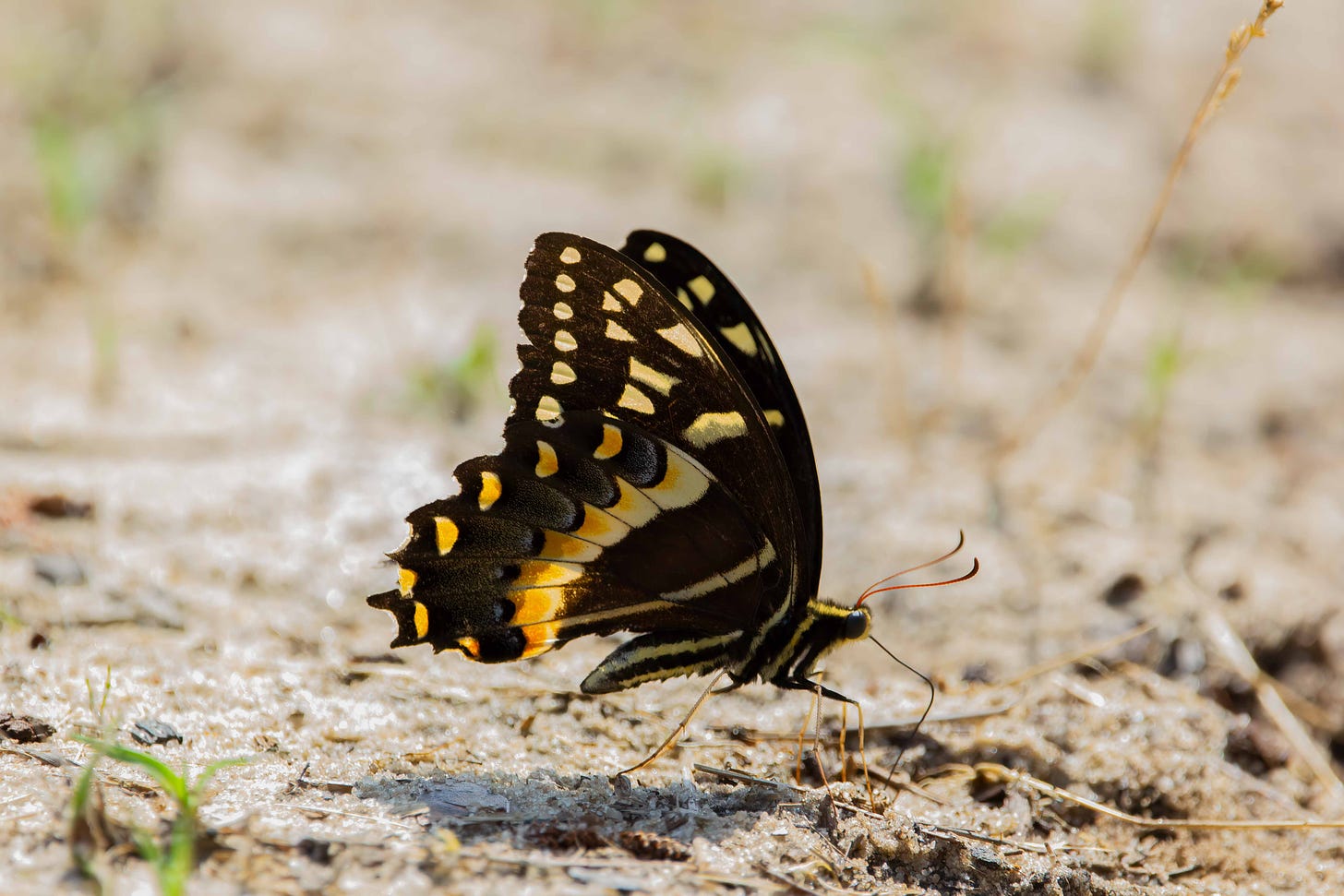 A black and yellow butterfly on white sand, as described in more detail in the text below