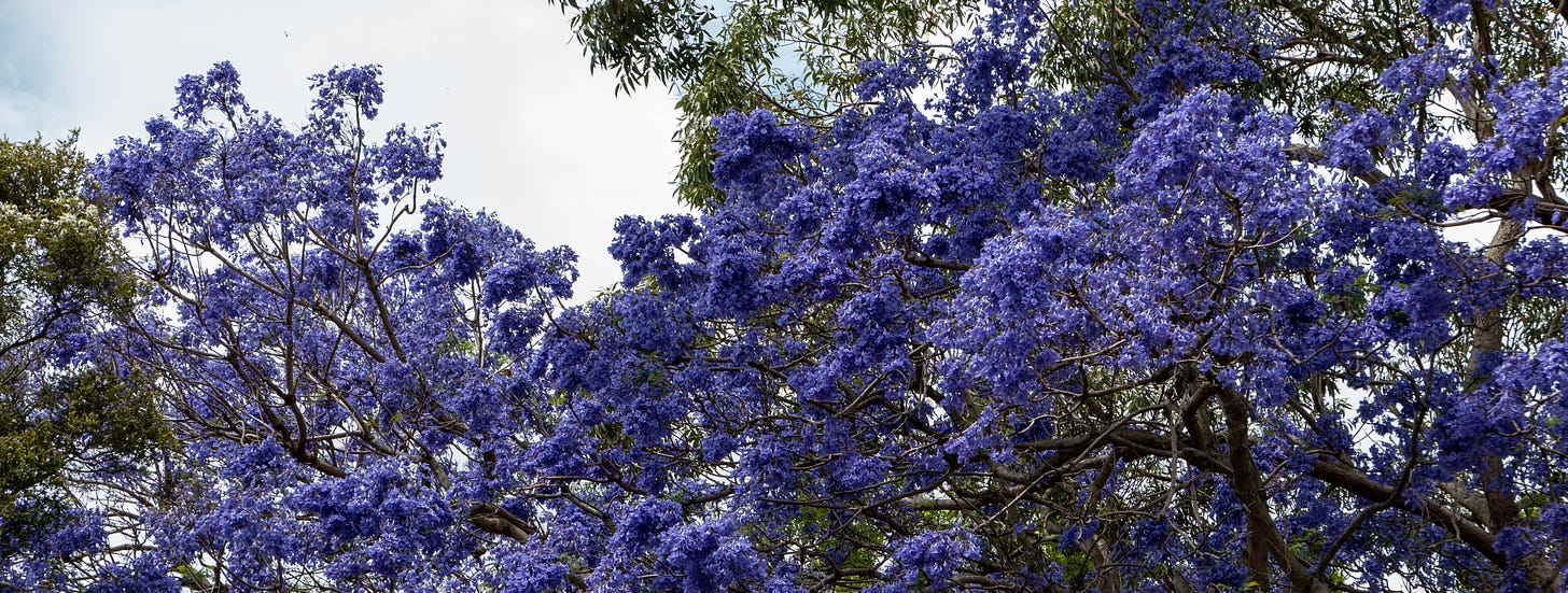 Purple jacaranda blossom from below in Sydney