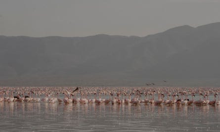 Flamingos in Lake Bogoria, Baringo county.