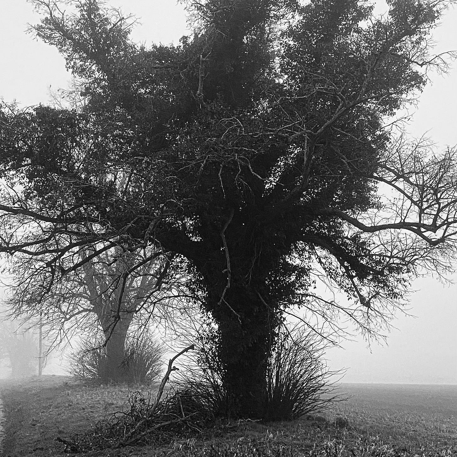 Trees silhouetted against a misty landscape