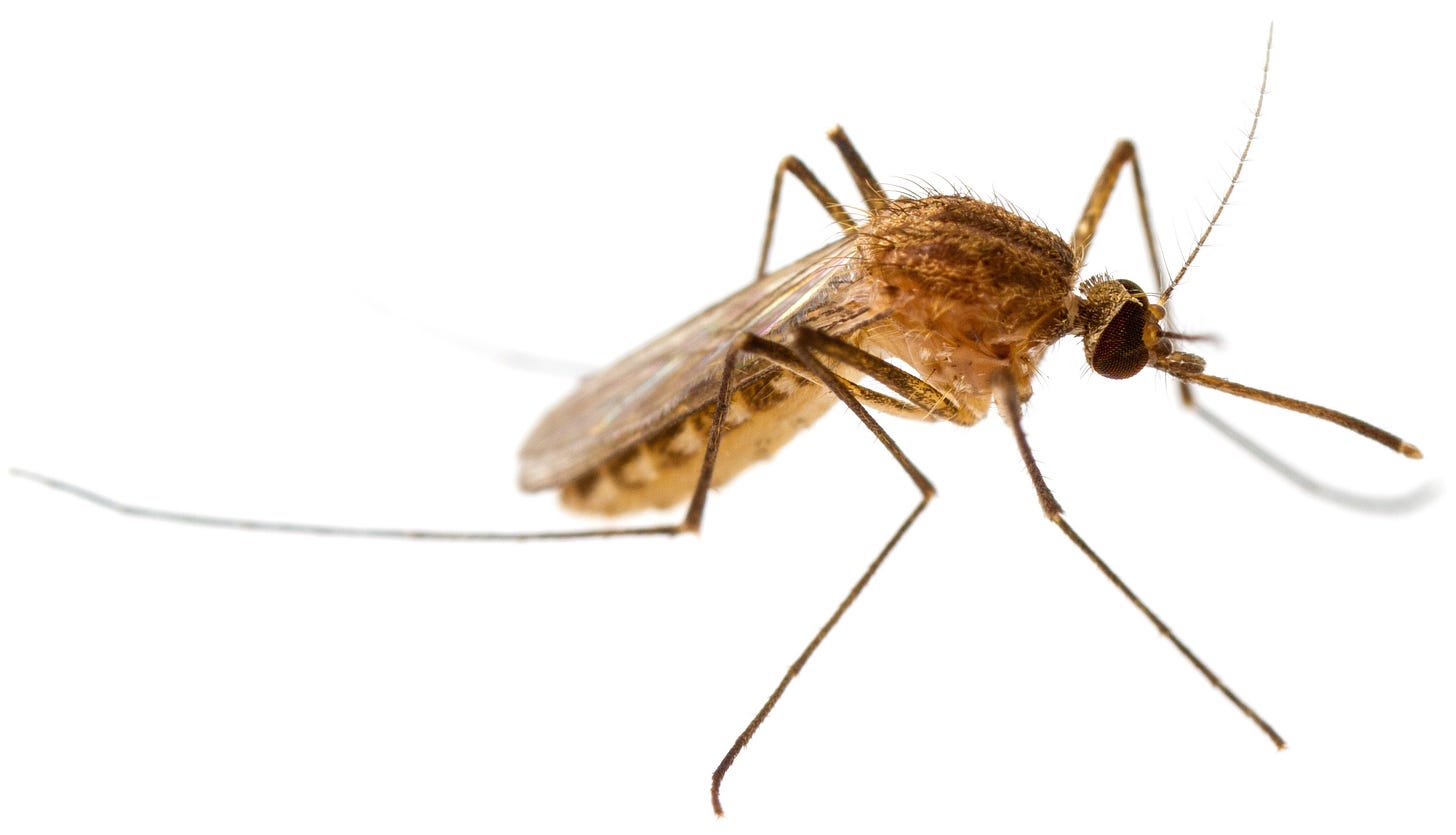 Female mosquito - Culex quinquefasciatus - BugGuide.Net