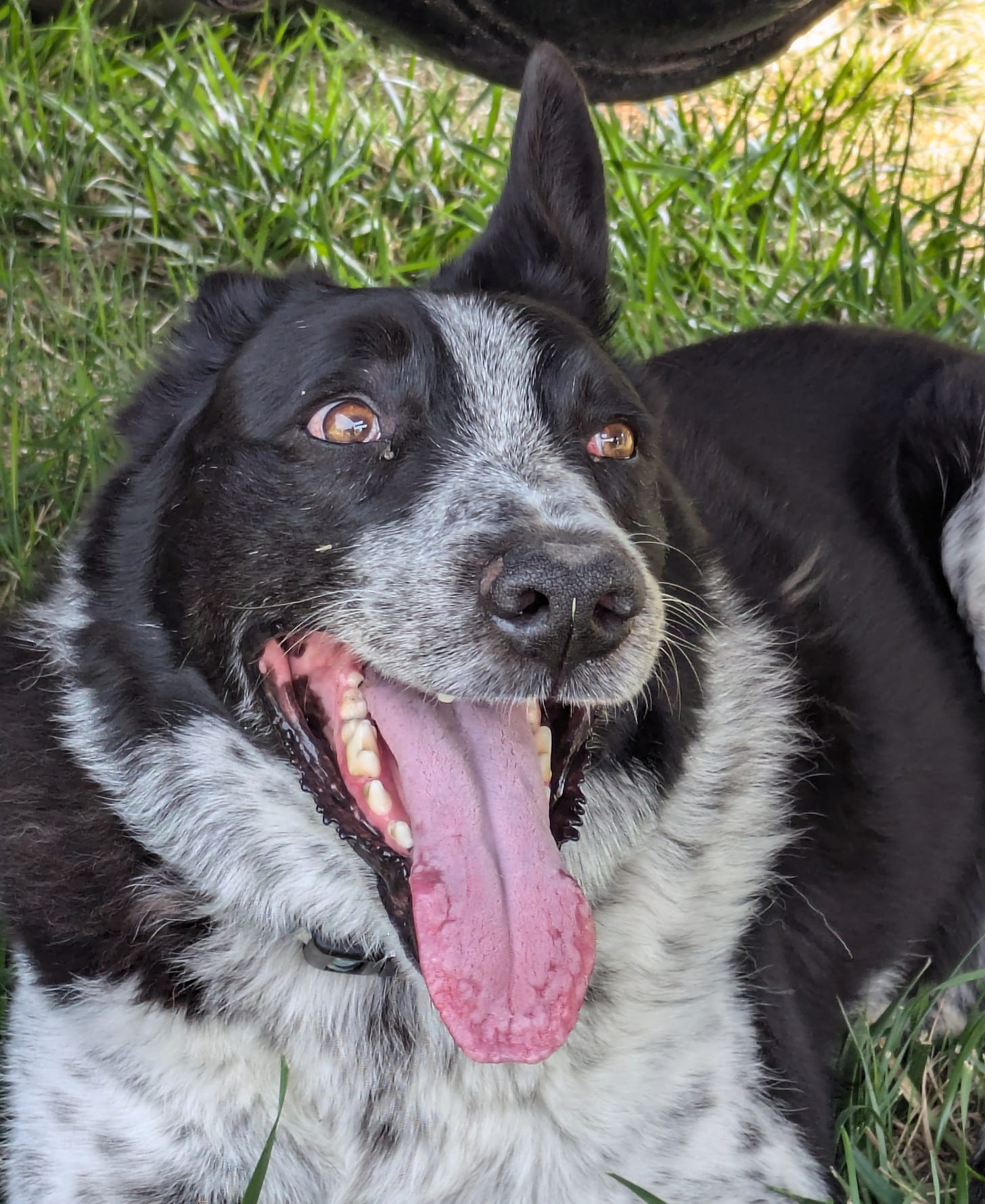 a black and white herding dog with a long tongue and two very different ears