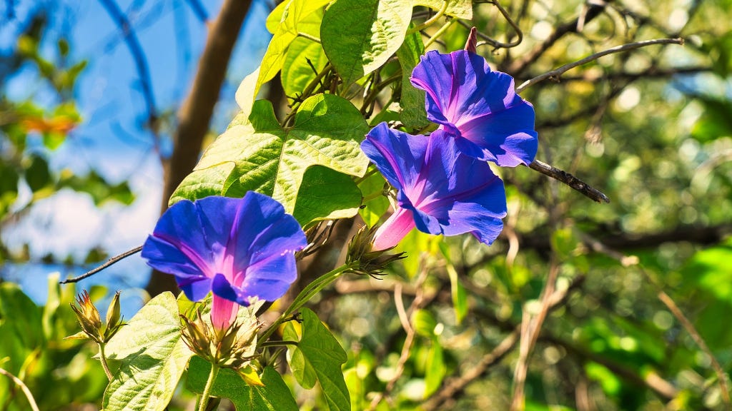 Morning Glory Pros And Cons: Are Morning Glories Weeds Or Beautiful Flowers  | Gardening Know How