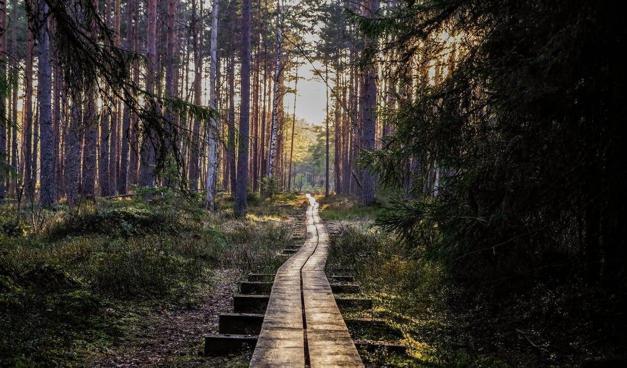 Free Empty Wooden Pathway in Forest Stock Photo