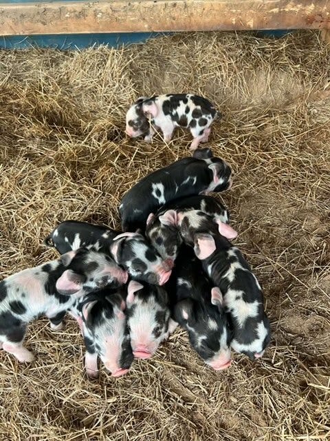 a litter of black and white piglets on straw