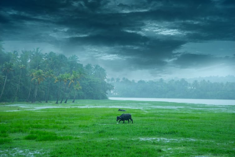 Monsoon rain in Kerala, India, with buffaloes grazing in heavy rain. Monsoon rain in Kerala, India, with buffaloes grazing in heavy rain.