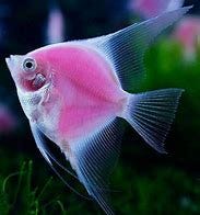 Image result for pink Fish